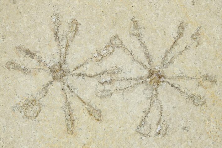 Two Floating Crinoid (Saccocoma) Fossils - Solnhofen Limestone #353557